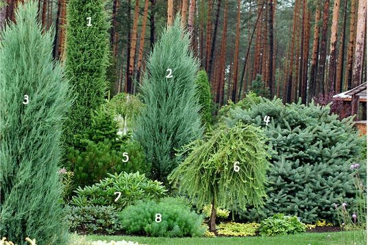 хвойная композиция - пожалуй, всегда построена на нюансе оттенков, фактур
