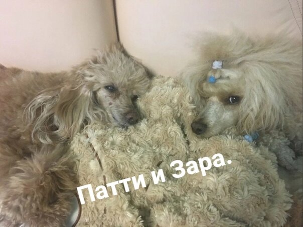 Фото из личного архива автора. Мои любимые  миниатюрные пудели. 