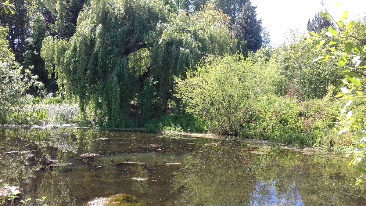 Искусственный водоем в дендрарии.