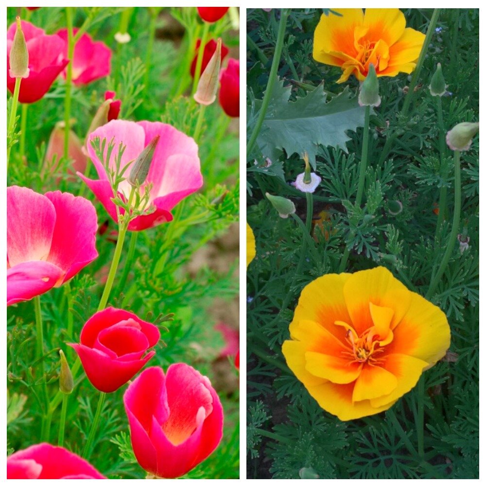 Эшшольция или Калифорнийский мак.