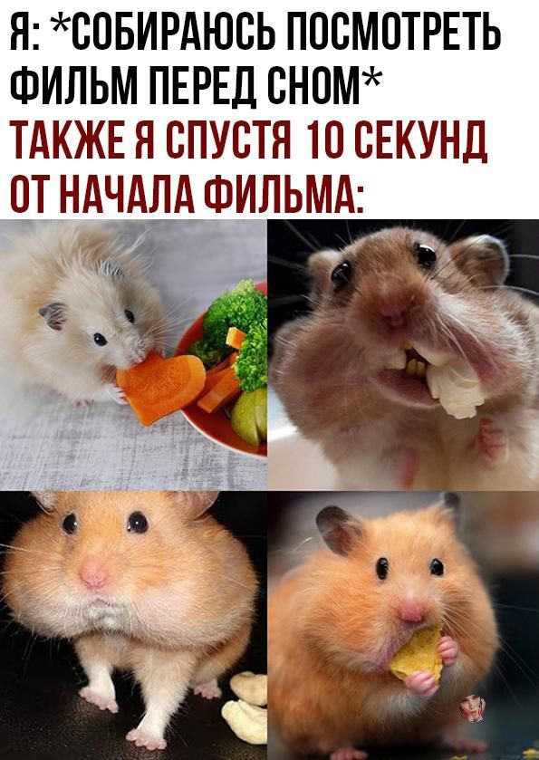 Щекастик