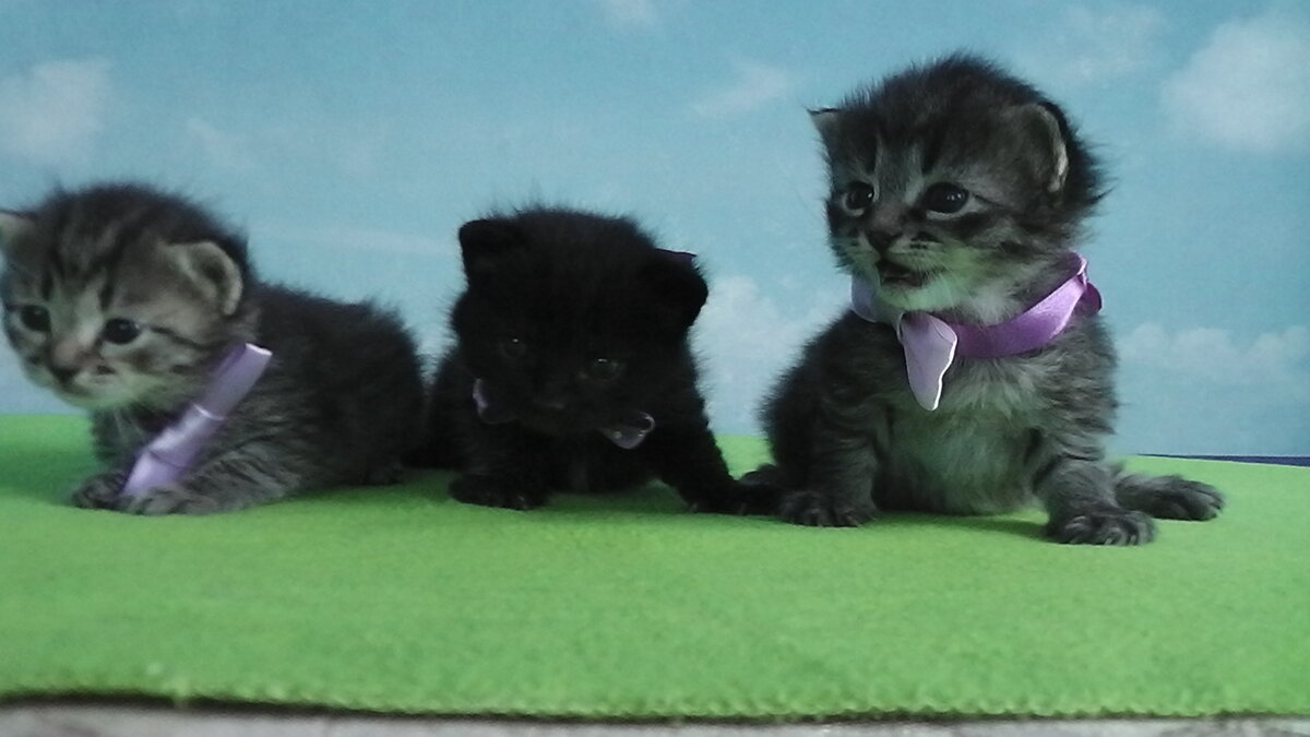 Первый выводок.