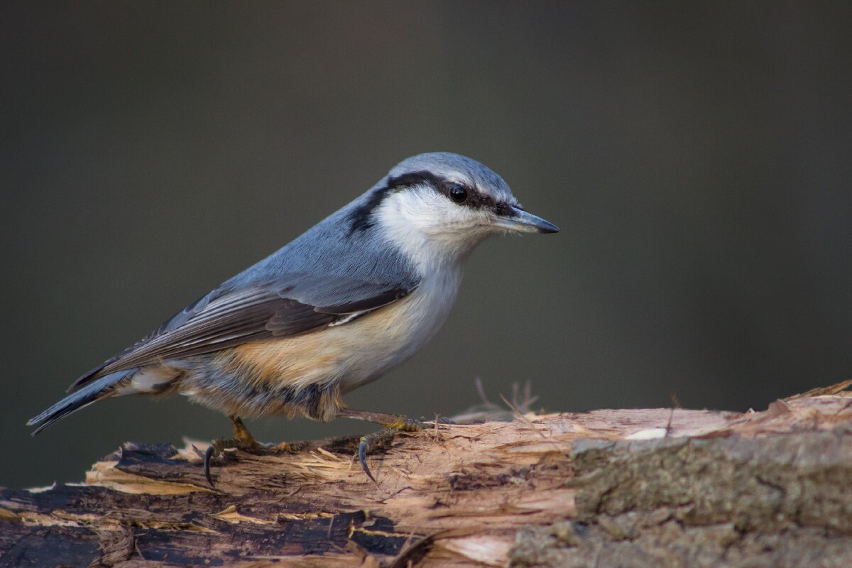 Поползень. Снято на Canon 600d, Canon 75-300mm.
