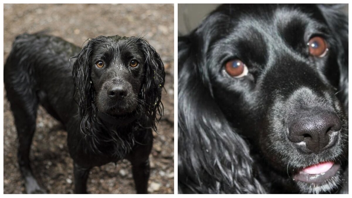 Мокрая замерзшая собака мокла под проливным дождем и даже поверить не могла, что будет кому-то нужна..