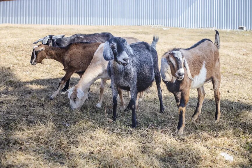 Козел "Перец"