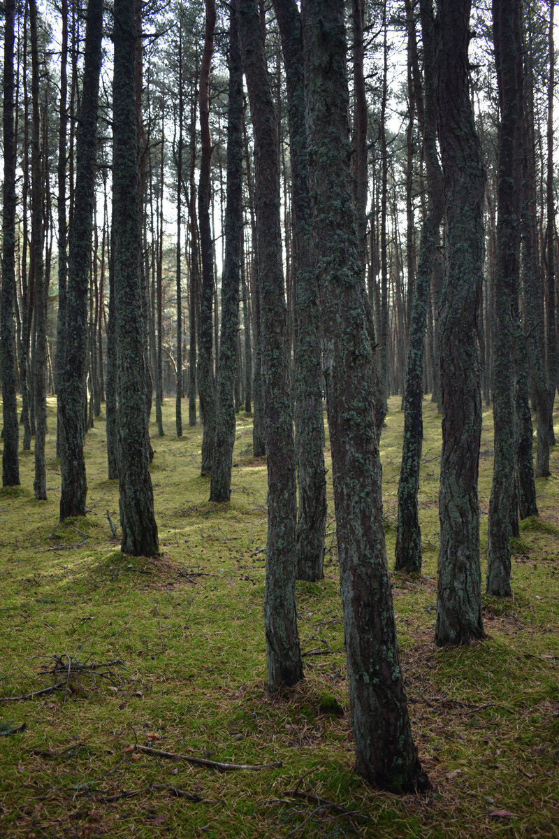 Лес Прусский! 
