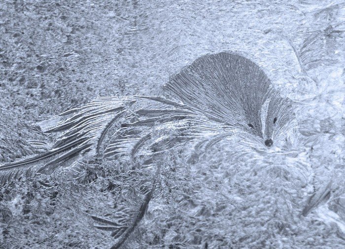 а вот и животное