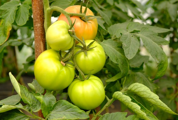 зеленый помидор