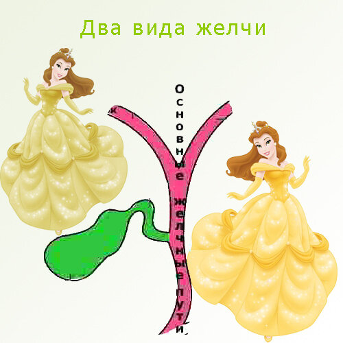 Две разновидности желчи