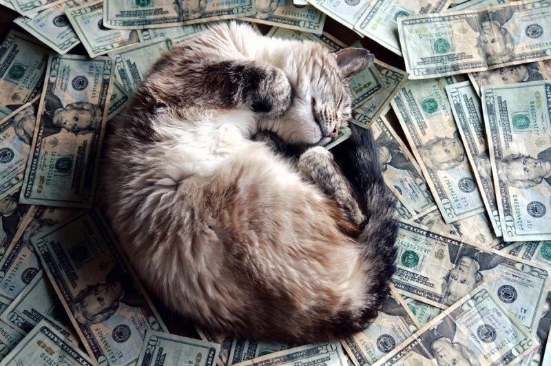 Котики — тоже имущество. Фото: tabulo.ru.
