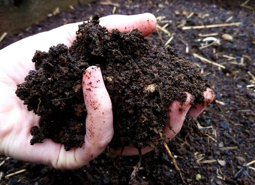 Внешний вид гумуса