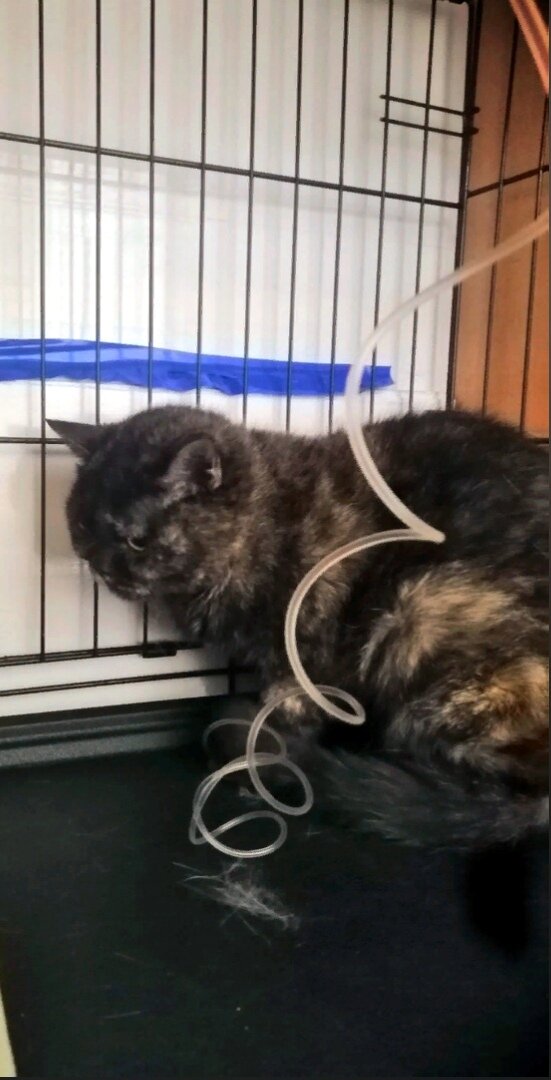 Капа, найдена на морозе, еле спасли лапы, перенесла чумку, вырезали грыжу. Видимо мало испытаний кошке выпало. 