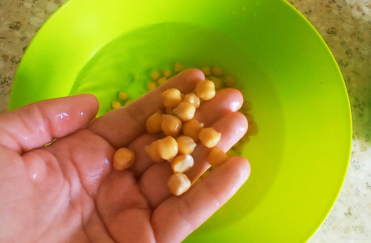 Нут, фото автора