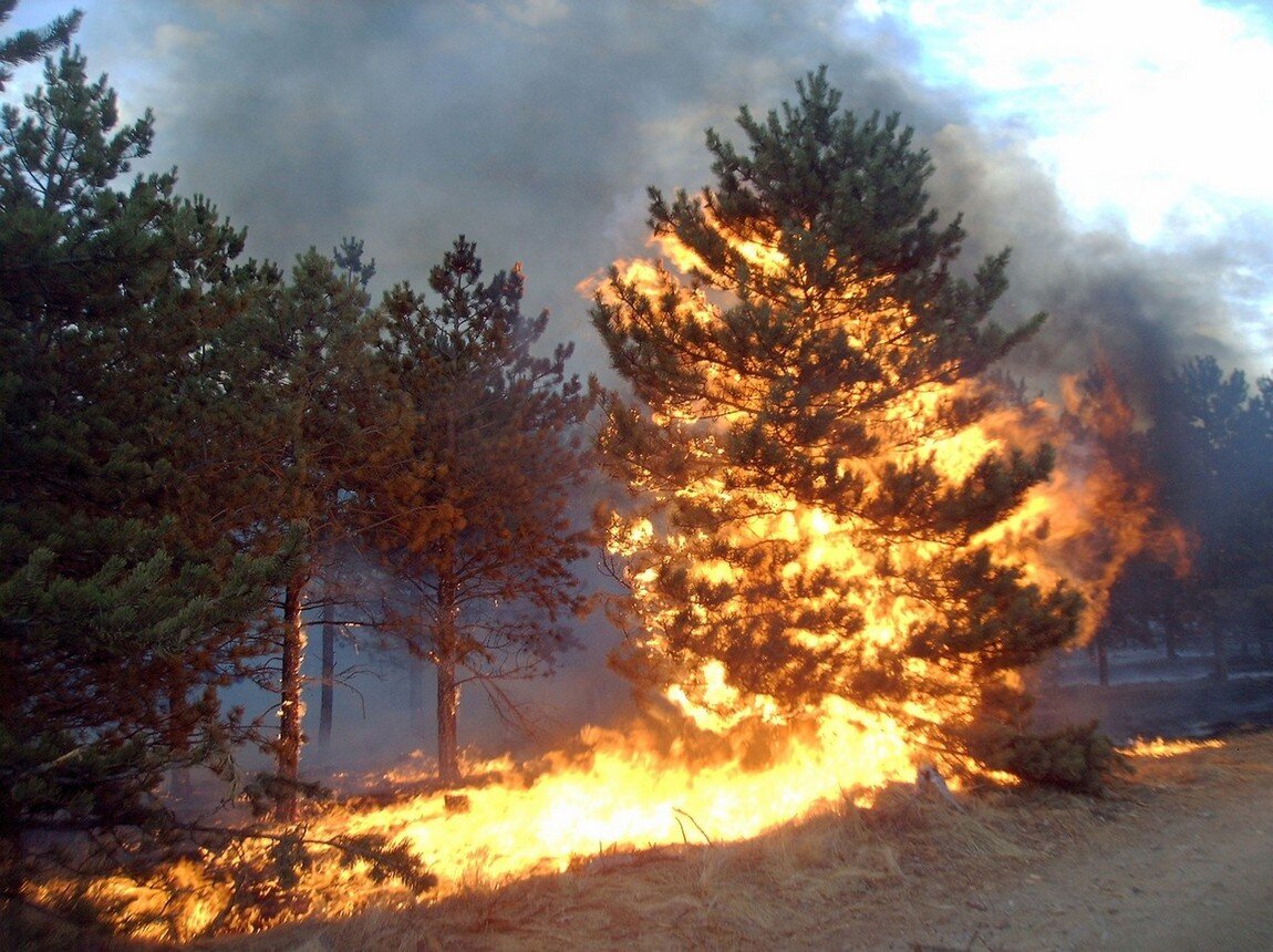 Лесные пожары. Горящие деревья. Дерево горит. Хвойные пожары.