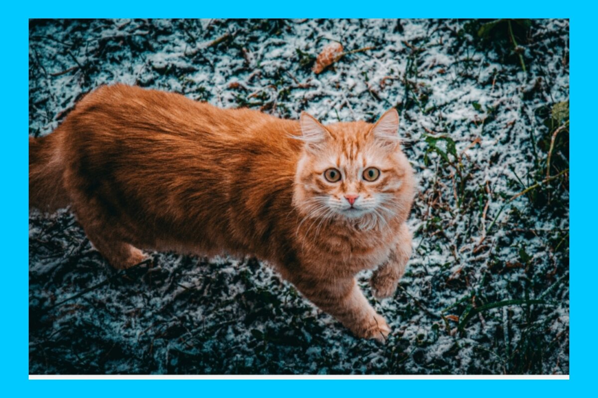 Морда лица подстать мыслям кота-сна🙄