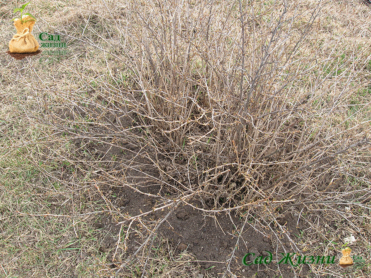 Формирования крыжовника