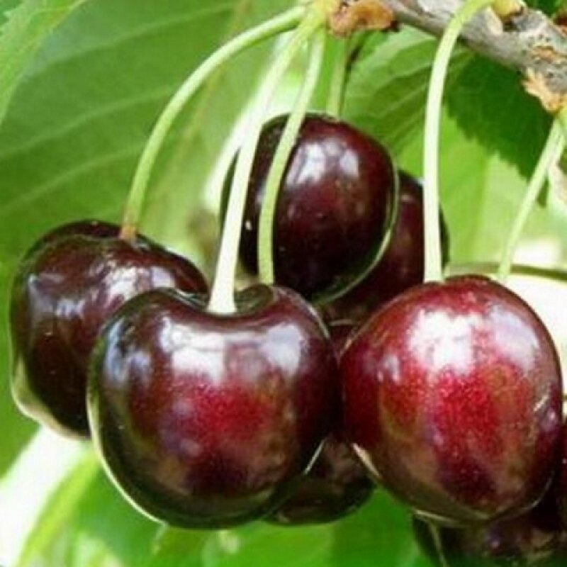 Вишня Ходоса (Дюк)