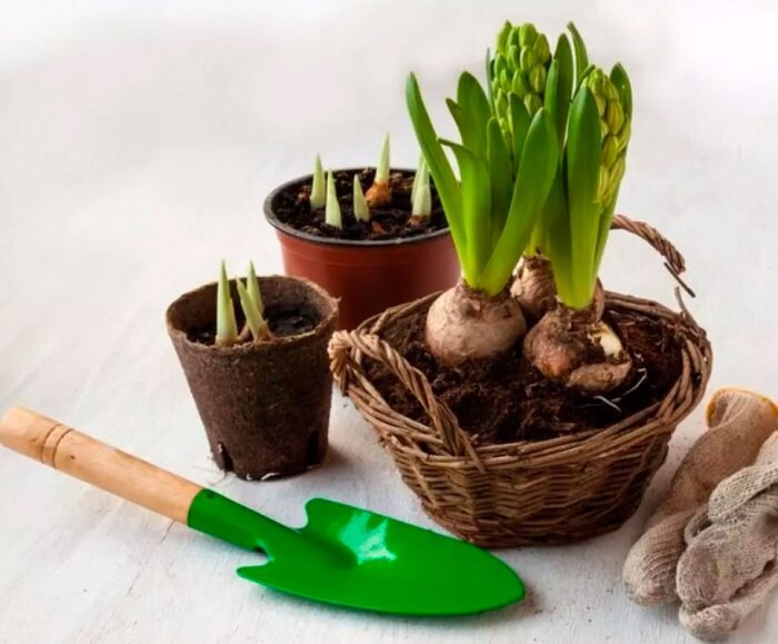 Посадка гиацинтов в открытый грунт