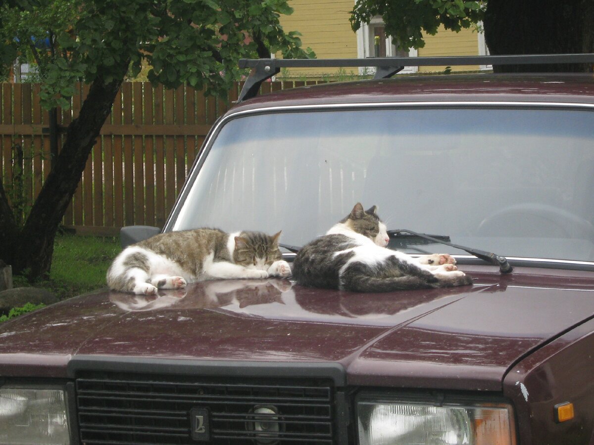 Даже если запустить двигатель, не пошевелятся. Приходилось снимать руками. А вот в салоне ездить не любили. Фото мое.