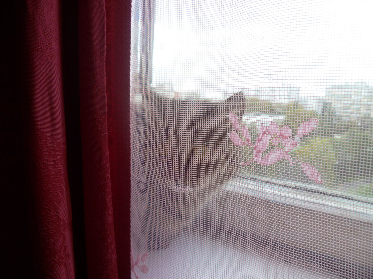 Личное фото. Кошка Машка была у хозяев. Переехала потом вместе с ними.