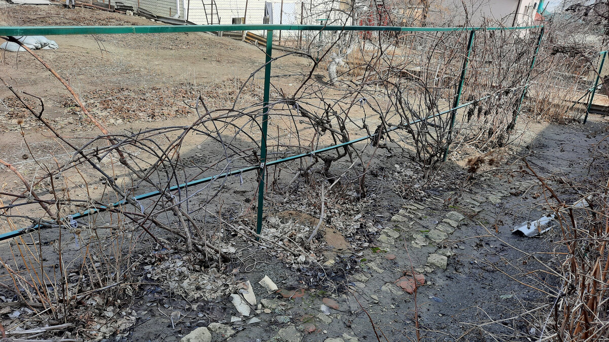 Так наш виноградник простоял всю зиму. Не было времени подрезать и убрать. 