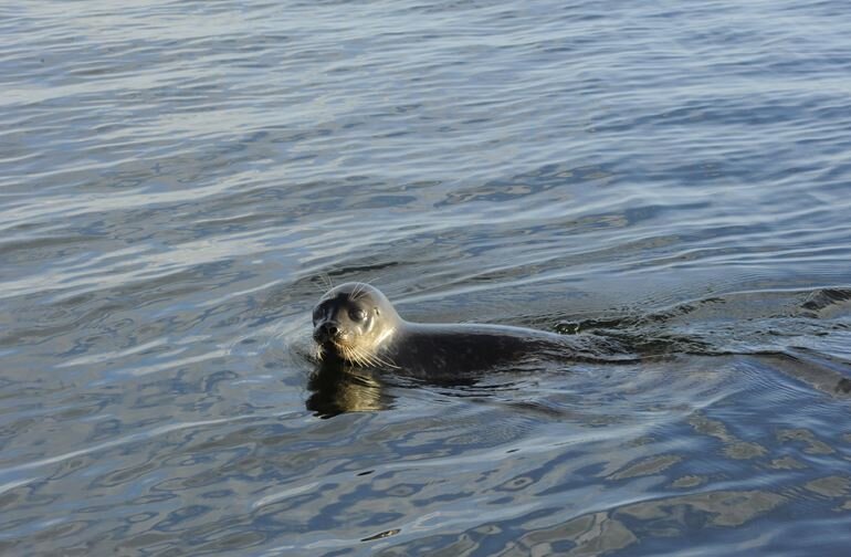 Фото из источников Балтийского Фонда Природы
