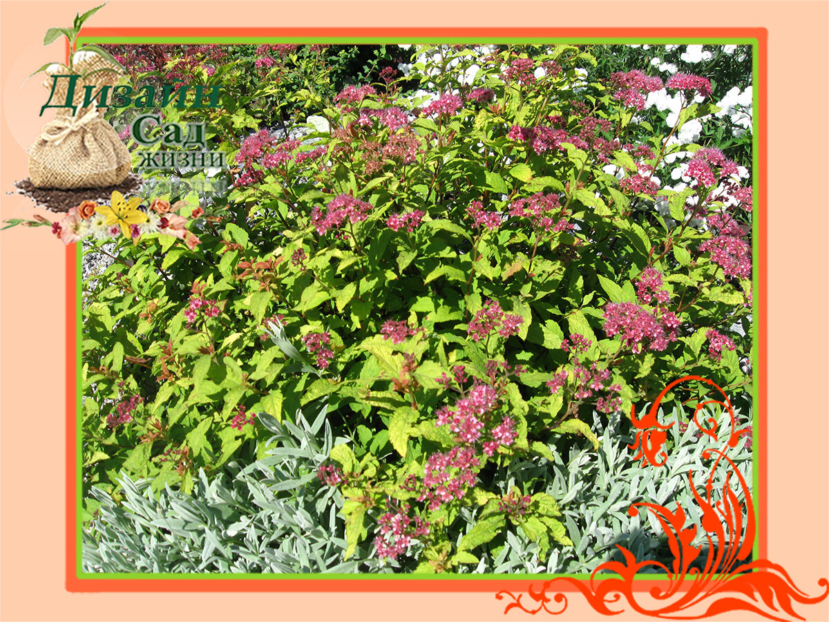 Весенняя обрезка спирей