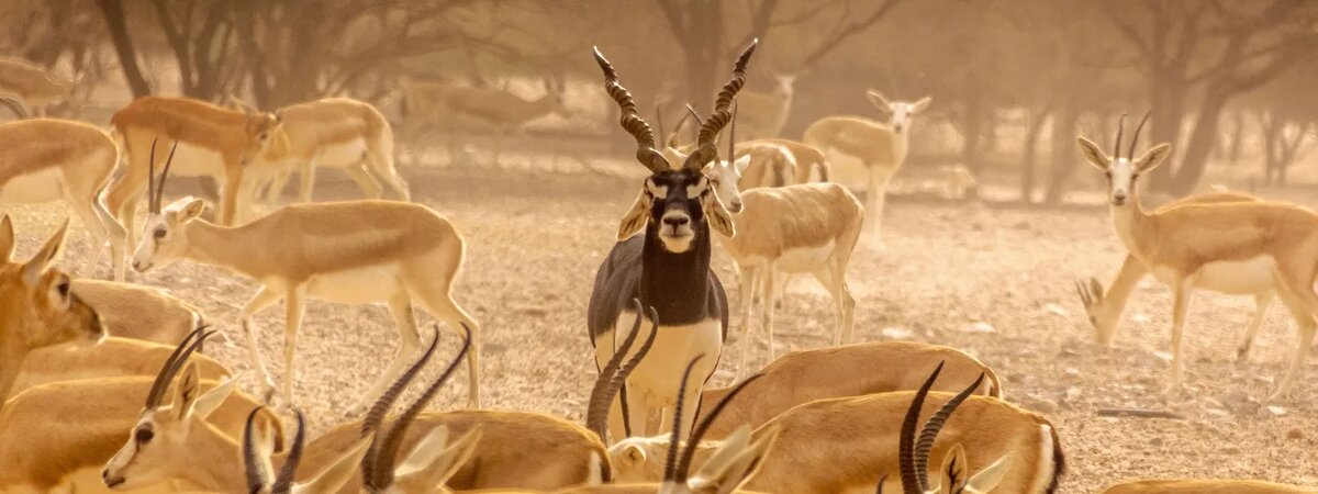 Газели в Абу-Даби (Shutterstock)