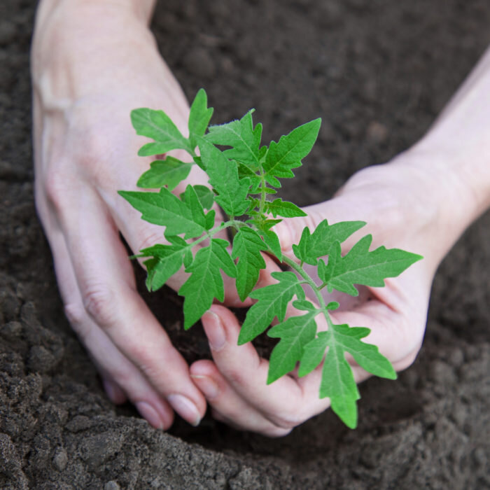 Здоровая рассада - это 50% успеха урожайного сезона томатов