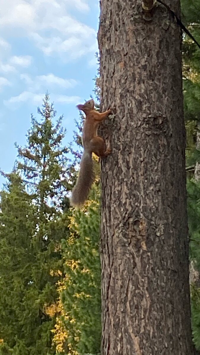 Лезу к себе в домик