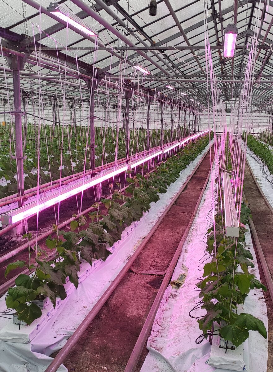 Светодиодная подсветка на участке. 