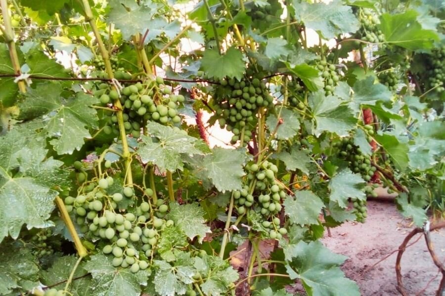 Подкормка винограда по листу увеличит урожай