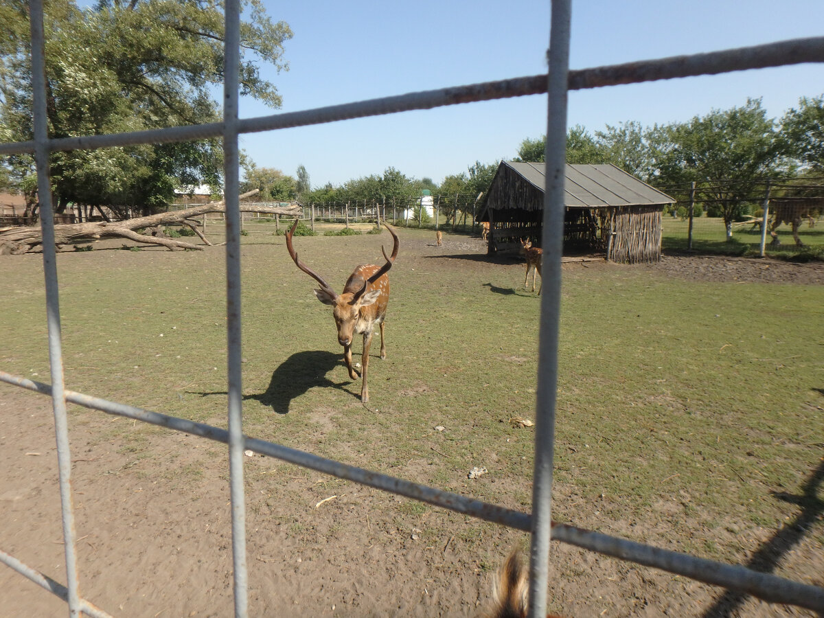 Они очень милые, издают такие интересные звуки