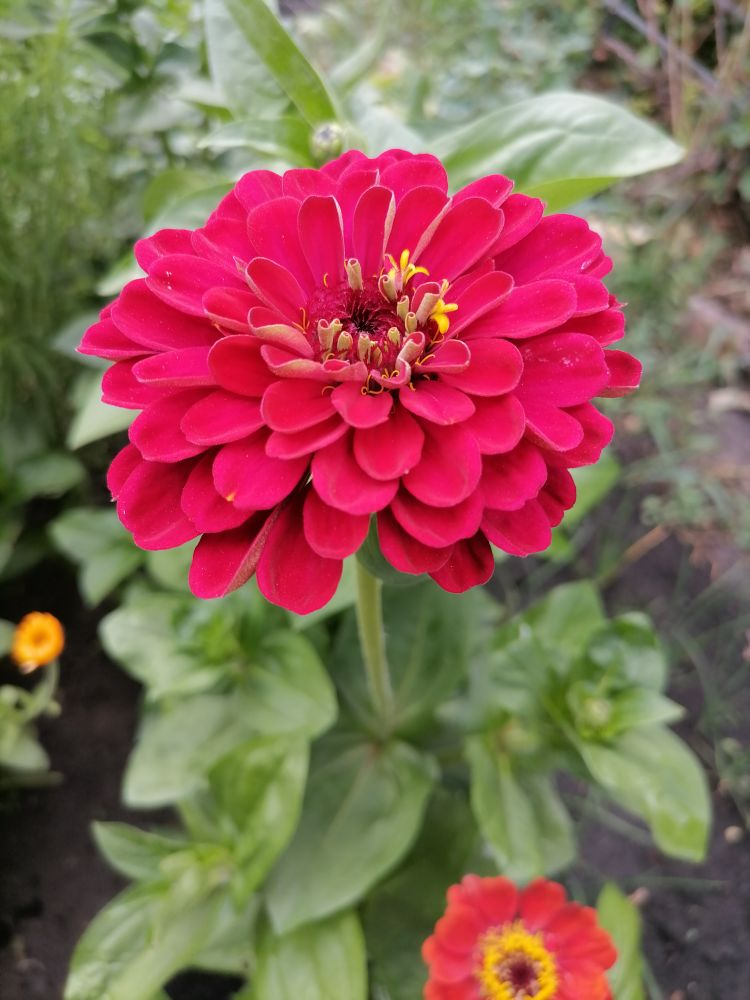 Цинния георгиновидная, фото автора