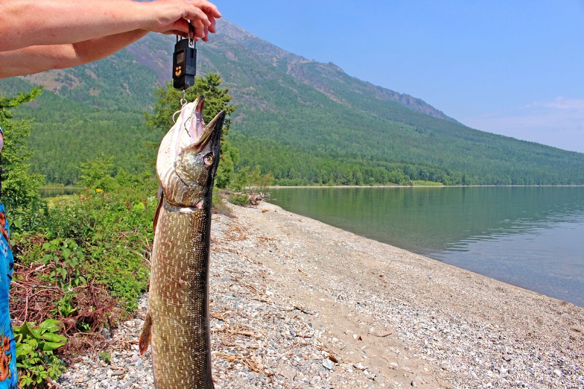 Фото на сайте: https://activefisher.net