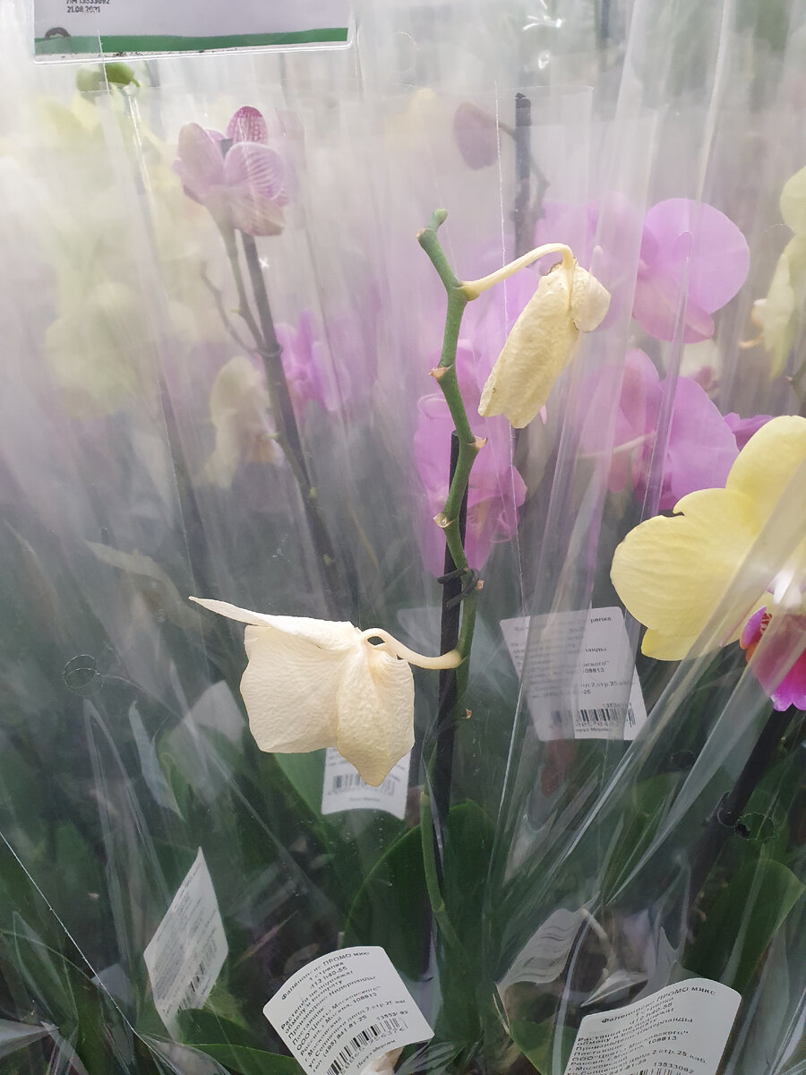 Завядшие бутоны у растения