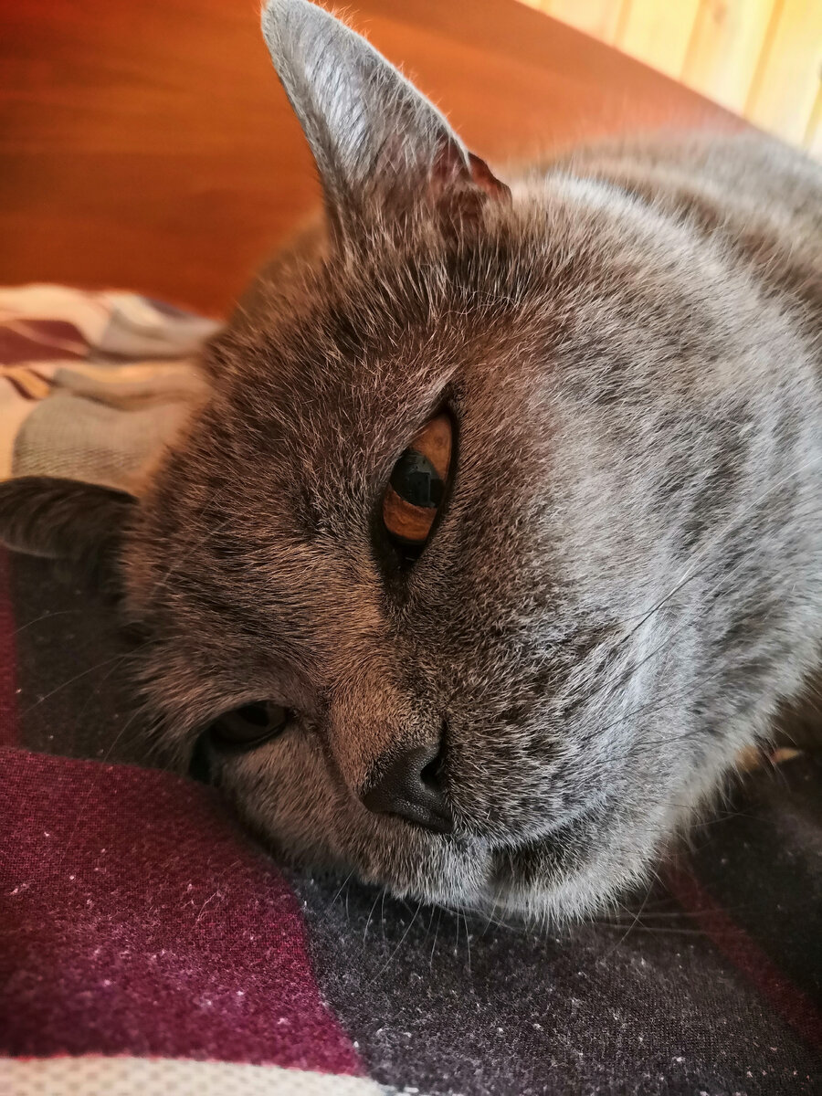 Балдеет в тепле