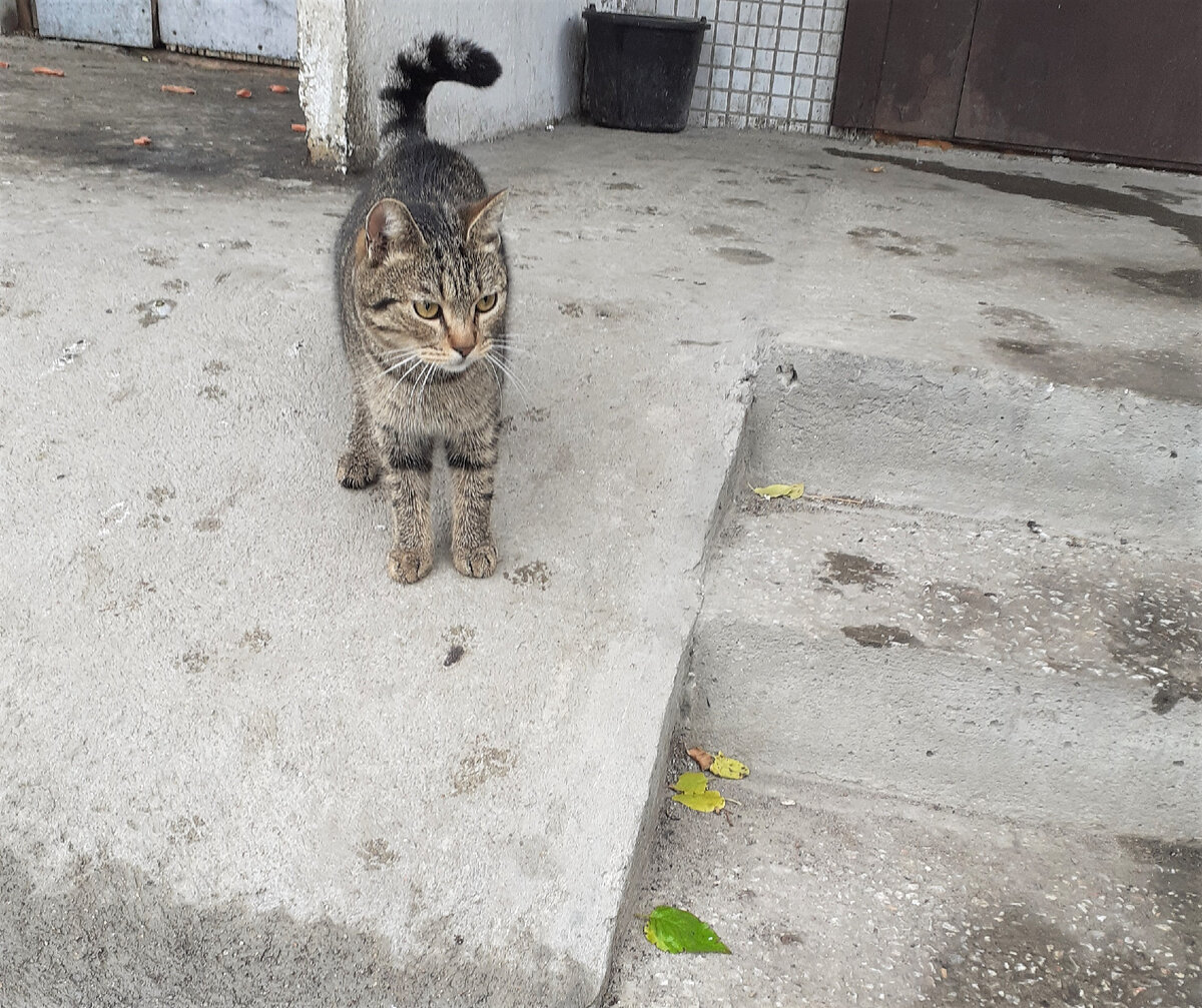 потеряшки нск зоопомощь