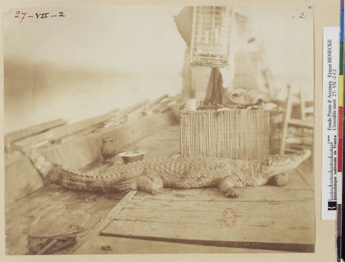 Ernest Benecke's image of a dead crocodile on the deck of a boat in the #Nile.