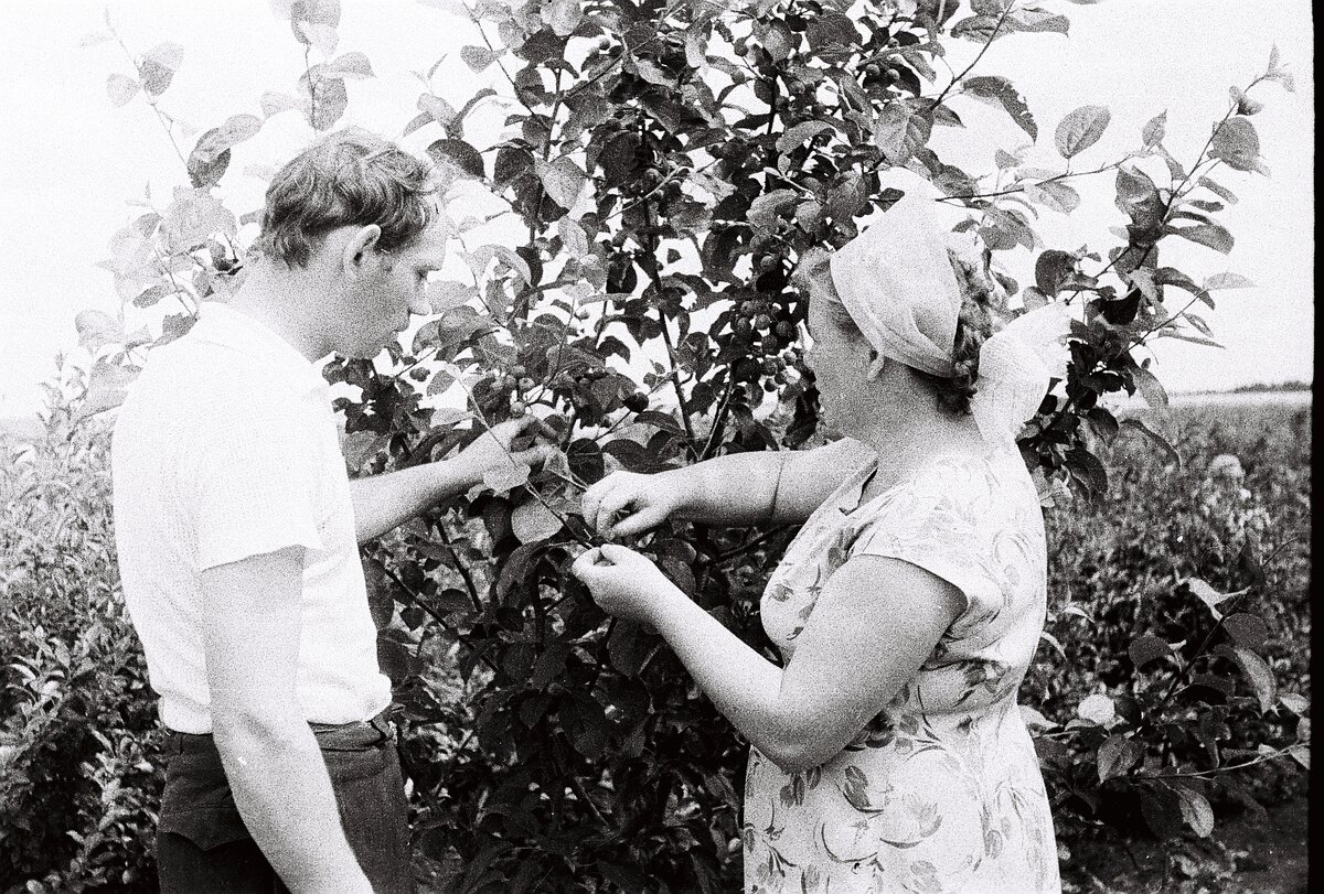 1963 - 1964 год. В коллективном саду, возле уральской сливы.