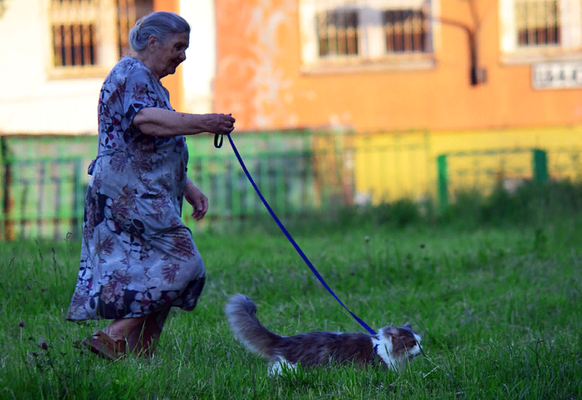Выгуливать ли кота