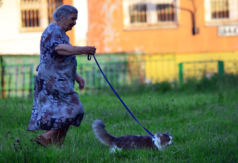 Можно гулять с котом. Поводок для кошек. Выгул кошек на поводке. Кот на прогулке на поводке. Поводок для кошек для прогулки.