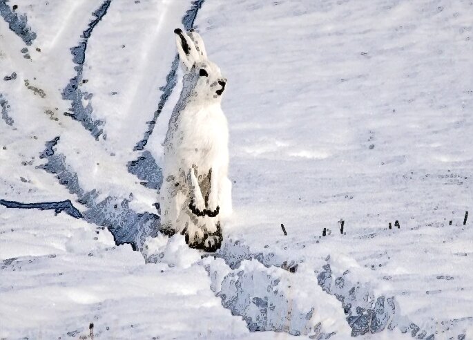 Рис. Заяц на лыжне. 