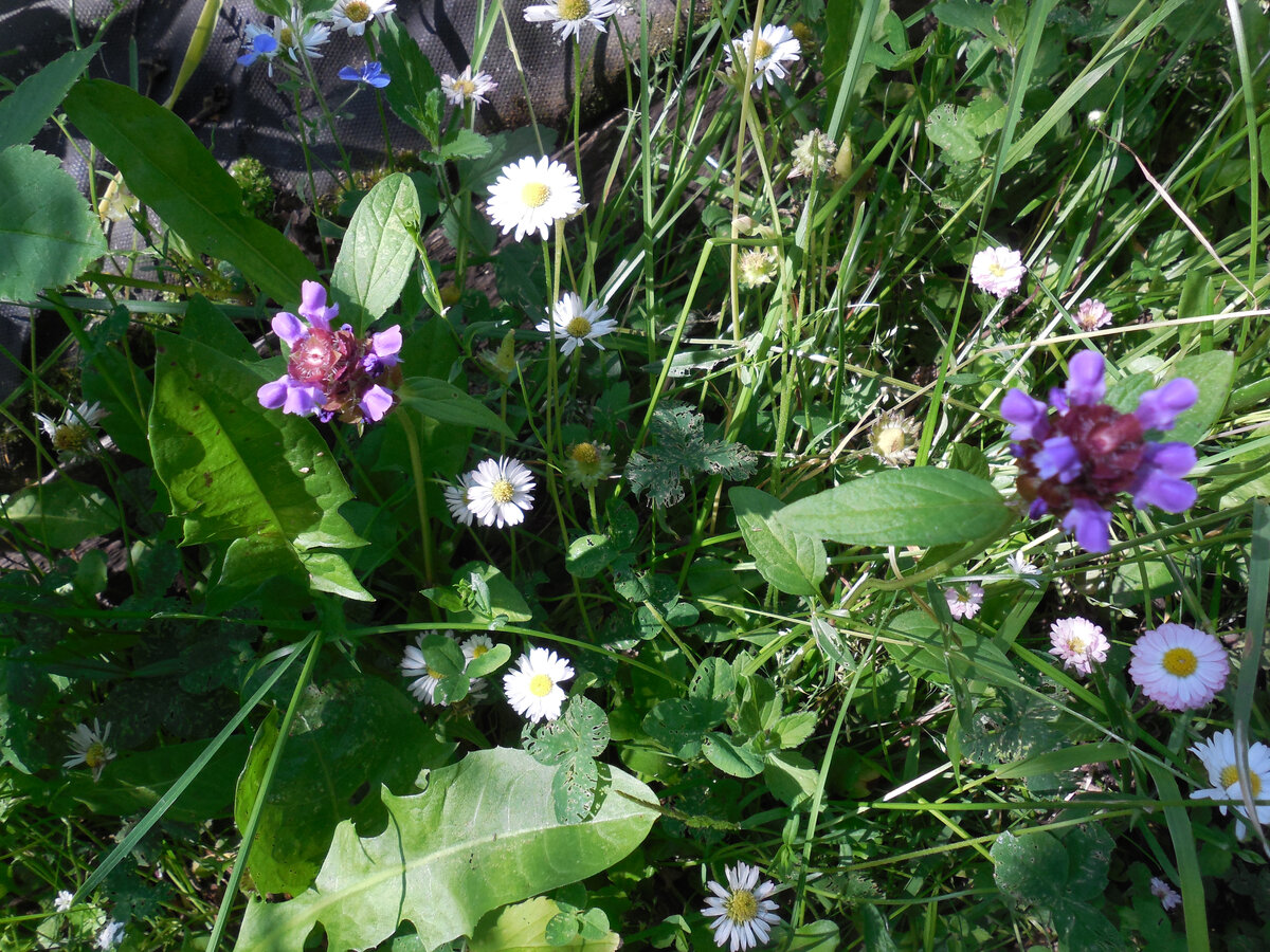 А это наше дачное. Если профилонить с майским покосом, кое-где будет так. Пародия на газон мавританский