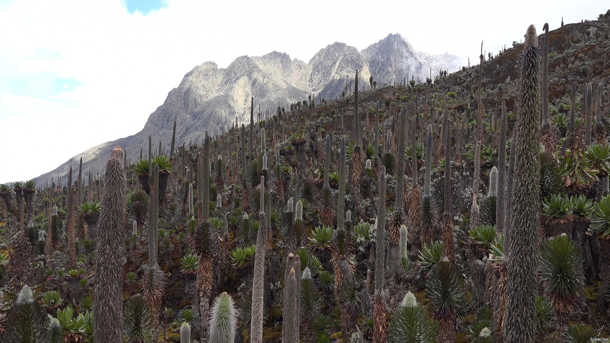 заросли розеточных деревьев в горах Рувензори