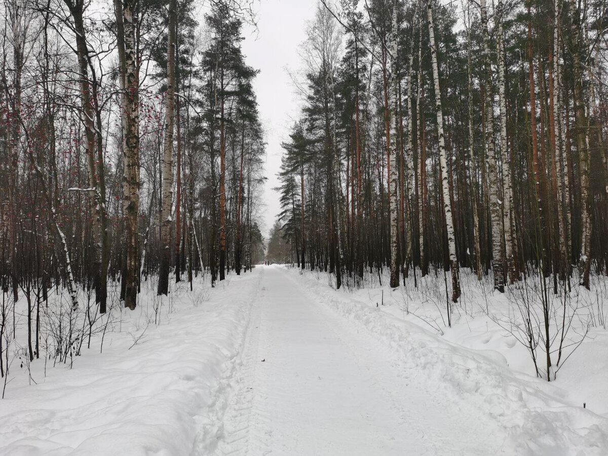 Красота природы и неожиданные находки в парке Сосновая поляна. | Реальная  Россия | Дзен