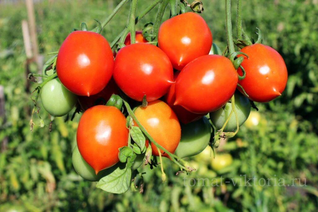 Поцелуй герани томат характеристика и описание фото. Томат Гераниум Кисс. Томат черри поцелуй герани. Семена томат Гераниум Кисс. Сорт помидор поцелуй герани.