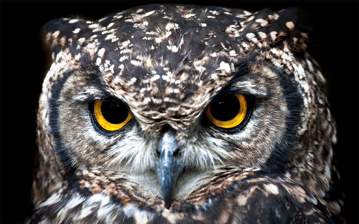 Фото автора Jean van der Meulen: Pexels