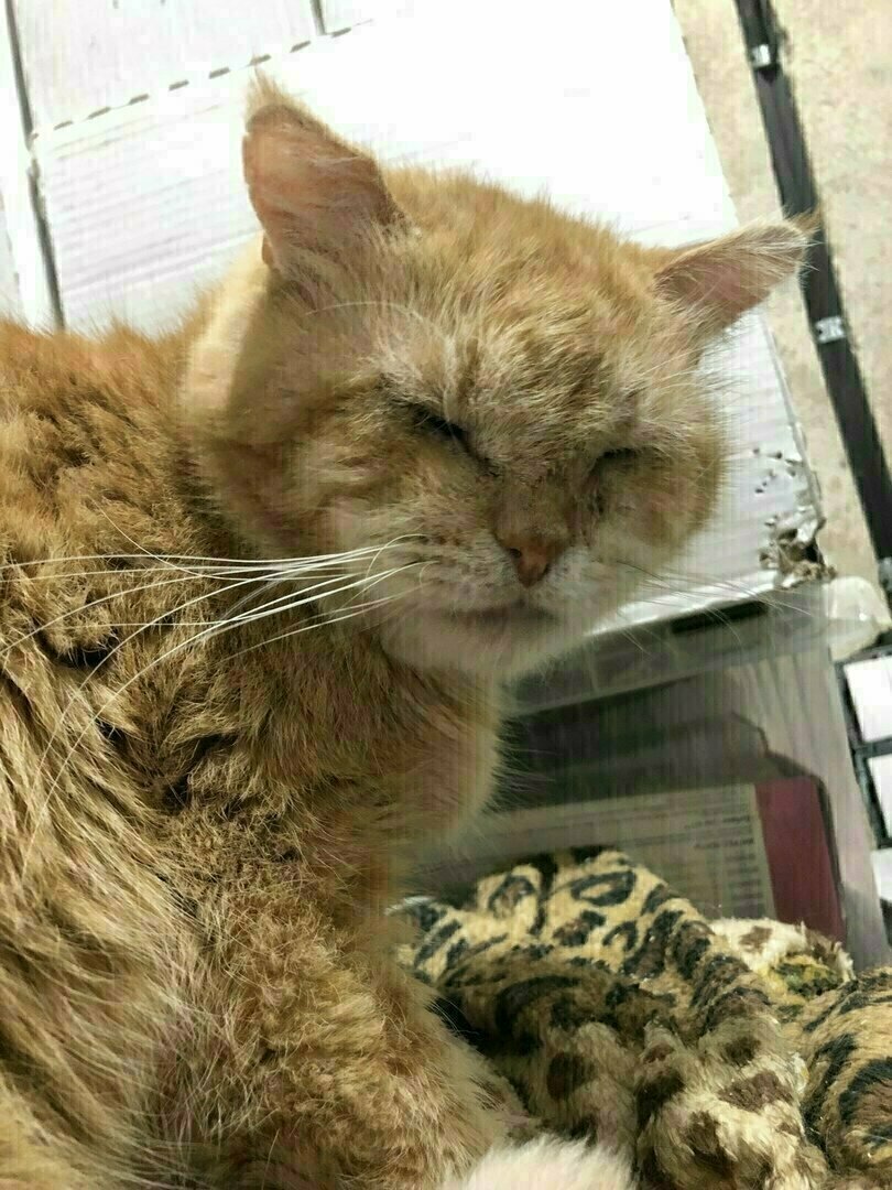 Хан первые дни у меня дома