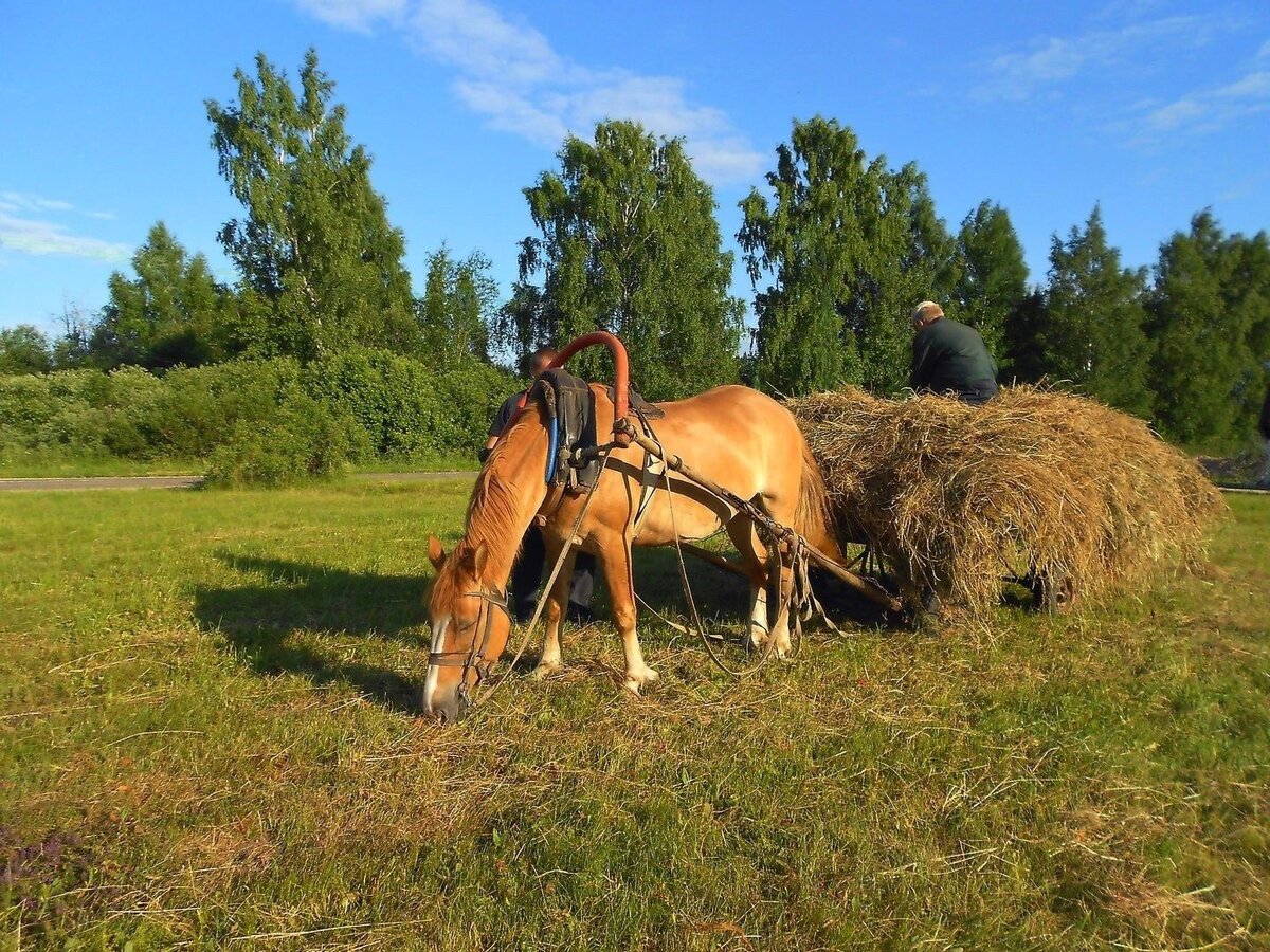 Лошадь с телегой картинки